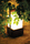 Moon Soon | TRADEWINDS