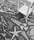 firmship carpet | moooi