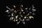 heracleum | moooi