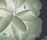 E60 Ceiling Lamp | designheure