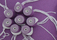 New Anais | Poemo Design