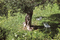 Forest | Fast