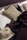 Origines | LI 741 | Elitis