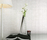 SM | Bisazza