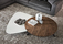 Sullivan | Minotti