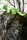 Dino | Studio Eero Aarnio