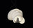 Jamaica | Foscarini