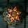 Mandala | Willowlamp