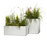 Thallo | FLORA