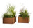 Thallo | FLORA