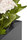 Thallo | FLORA