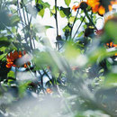 Extratapete Susanna [Collection 2] Wallcoverings / Wallpaper