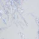 Cole and Son Wild Flowers 69-11142 wallpaper Wallcoverings / Wallpaper