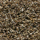 Kasthall Moss Beige-Grey 800 Moquette / Tappeti