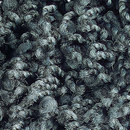 Poodle 1464 OBJECT CARPET