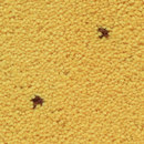 OBJECT CARPET Apriori 1218 Carpets / Rugs