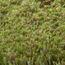 Merino 20199 Carpet Sign