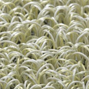 Carpet Sign Atlantique 140310 Tapis / Moquettes Tapis d'extérieur