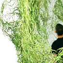 Vitra Inc. USA Algue Partition walls / Room dividers Room dividers / Screens