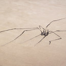 Modus Spider Teppichböden / Teppiche