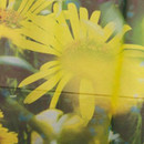 Création Baumann Vita Curtain fabrics