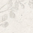 Kamism KP 1573 Paper / Cardboard Wallcoverings / Wallpaper