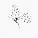 Ceramica Bardelli Madama Butterfly 20x20cm Material: Ceramic Wall tiles