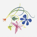 Ceramica Bardelli Primavera Colore 2