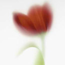 Novared C/1 31.5x52cm Viva Ceramica