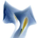 Viva Ceramica Novablue E/1 31.5x52cm Wandfliesen