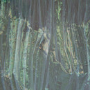 Nya Nordiska Icy Curtain fabrics Decorative fabrics