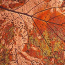 Homapal 622G Copper Autumn Leaves Laminados / Compuestos Paneles murales