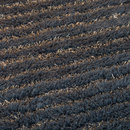 Aapa 1760 Woodnotes
