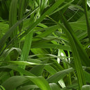 FunderMax GmbH P934 Nature Laminates / Composites Wall panels