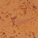 FunderMax GmbH M021 Cooper Plain Nugget Laminates / Composites Wall panels