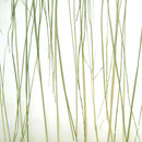 3form Europe Bear Grass Lite Ecoresin™ panel Material: Plastics / Synthetics Material: Recycled material Wall panels