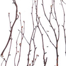 3form Europe-Birch Ecoresin™ Paneel
