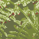 a-carpet Fern Moquetas / Alfombras