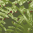 a-carpet Fern Teppichböden / Teppiche