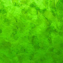 Bottle Alley Glass LEAF_4_W glass wall tile Azulejos de pared Reciclados Vidrio
