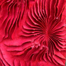 Anneke Copier I Fiori Di Cactus Acoustic solutions Wall panels