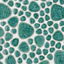 Giaretta Italia srl Joy Green Atoll Céramique Mosaïques Mosaïques murales Sols en céramique Verre: mosaïques