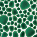 Joy Jungle Alga Giaretta Italia srl