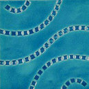 cotto mediterraneo srl Plous A CR210 20x20cm Azulejos de pared Cerámica