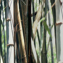 tela-design tela Hidden Trunks