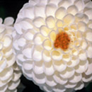 tela-design tela Marbellous Snail Effektfolien / Kaschierfolien