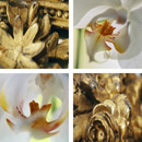 tela-design tela Gold framing Orchids Material: plásticos