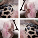tela-design tela Orchid meets Reptile Material: plásticos Paneles murales