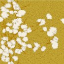 Elitis Narco Flowers VP 645 06 Plastics: wall coverings Wallcoverings / Wallpaper