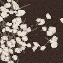 Elitis Narco Flowers VP 645 03 Carta da parati Plastica: rivestimenti